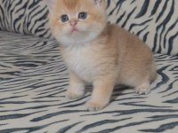 British shorthair kedisi