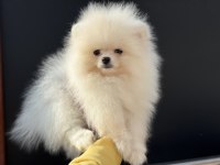Yasal ruhsatlı çiftlikden ziyarete açık pomeranian