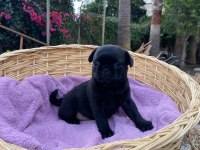 PUG MOPS Yavrularımız