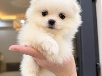 MİNİ BOY POMERANİAN BOO