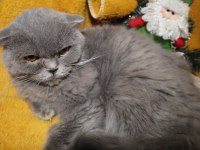 Scottish Fold Dişi Long Hair Yetişkin
