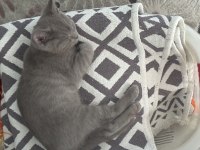 British Shorthair Yavru