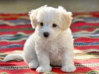 Kıvır kıvır tüylü Şirin Malta Terrier Yavrular Adana