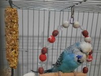 Jumbo muhabbet kuşu 1 yaşını geçti