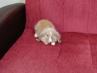 Satılık Bir Aylık Lop Tavşanları İki Tane Vardır
