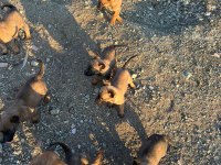 Belçika Kurdu (Malinois)