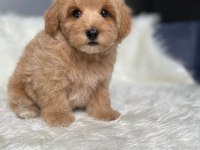 Orijinal Toy Boyut F1 Maltipoo