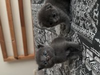 Yavru scottish fold kedilerime yuva arıyorum