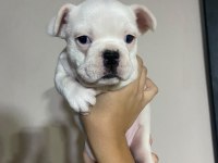 French bulldog 40 günlük yavru