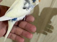 33 GÜNLÜK DİŞİ BEBEK MUHABBET KUŞU