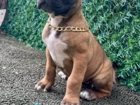 Anne Baba Şecereli 3 Aylık Safkan Cane Corso
