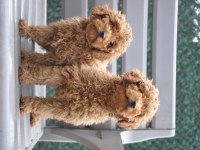 Dişi Red Brown Toy Poodle