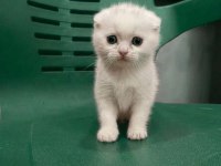 WC Eğitimli Uysal Scottish Fold Bebek