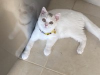 Tatlı British Shorthair Arkadaşım
