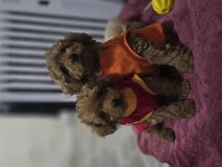 Toy Poodle Dişi Erkek Yavrumuz
