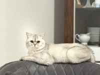 Sevecen Akıllı Kedimize Yeni Sahipler Ariyoruz