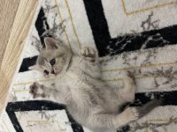BAKIMLI CİNS KEDİLER