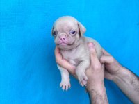 PİNK VE SİYAH DİŞİ ERKEK PUG YAVRULARIMIZ