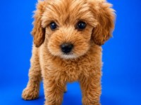 Irk Ve Sağlık Garanti Orjinal Maltipoo