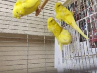 Yavru japones muhabbet kuşu