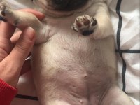 BAKIMLI PUG YAVRULAR