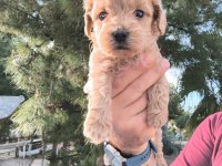 Maltipoo Köpeğimiz