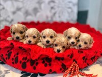 Ruhsatlı Köpek Çiftliğinden Maltipoo Yavrularımız