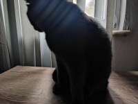 Scottish Fold Sahiplendirme (İzmit)