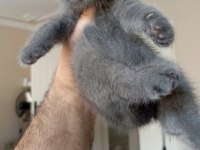 Erkek british shorthair