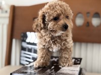 Petmode den Tea cup kore maltipoo yavrumuz