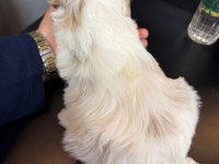 Maltese Yavru