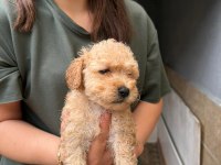 Apricot maltipoo yavrular