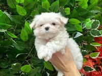 Mini maltese yavrularımız