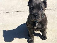 CANE CORSO KÖPEĞİMİZ