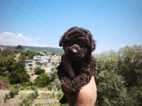 Çikolata poodle yavrularımız