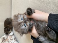 1 Aylık Scottish Fold Shorthair 3 Erkek Yavru