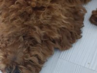 Toy poodle 11 aylık