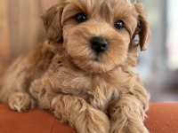 Kore kan maltipoo teacup bebeklerim