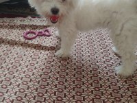 SAHİBİNDEN 1 YAŞINDA DİŞİ MALTİPOO
