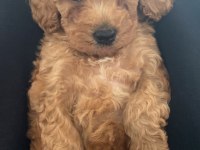 35 Günlük Poodle