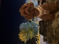 YETİŞKİN DİŞİ KORE 14 AYLIK POODLE