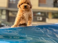 2 Aylık Sevimli Maltipoo Yavrular – Aile Ortamında