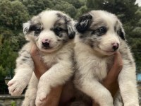 Üstün Kalite Border Collie Yavrular