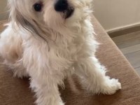 Crazy Goofy Maltese Terrier