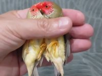 Star Finch