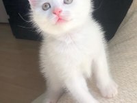 Acil Pamuk gibi beyaz Ankara kedisi