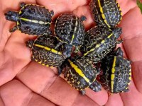 İstanbul İçine Kapıya Teslim Ederim Kaplumbağa