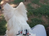 Bella isimli dişi köpeğimize yuva arıyorum ücretli