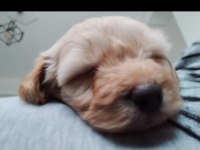 Safkan Maltipoo 2,5 Aylık Dişi Maltipoo