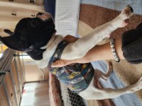 OYUNCU SEVGİ DOLU SAFKAN ERKEK FRENCH BULLDOG